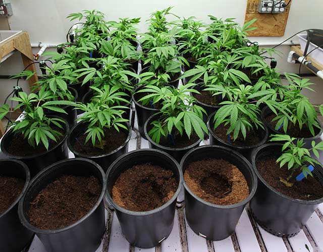 vyrashchivanie kanabisa na kokose