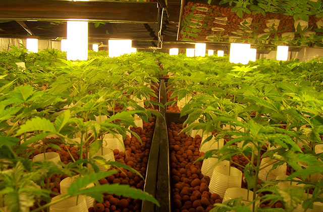 vyrashchivanie marihuany semena klony 3