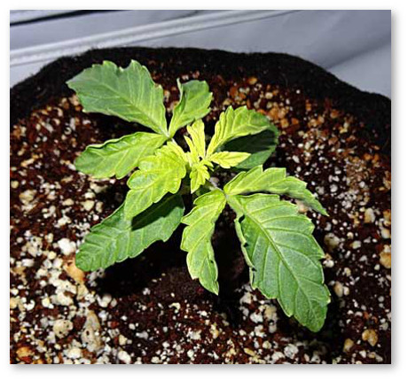 deficit zheleza u konopli 1