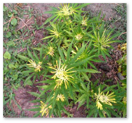 deficit zheleza u konopli 2