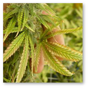 kanabis deficit molibdena