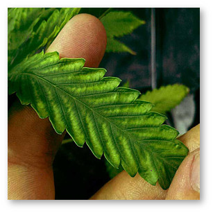 kannabis deficit magniya