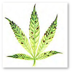 kannabis deficit marganca