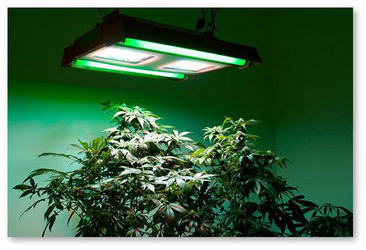 kust marihuany pod led lampoj