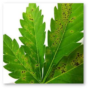 marihuana deficit kalciya 1