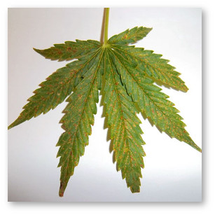 marihuana deficit kalciya 2