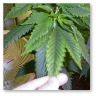 marihuana deficit magniya