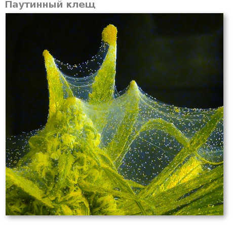 marihuana pautinnyj kleshch