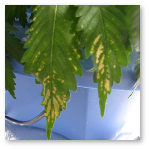 mozaichnye pyatna na listyah kolebaniya ph