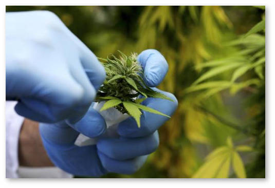 ohio situaciya s medicinskoj marihuanoj