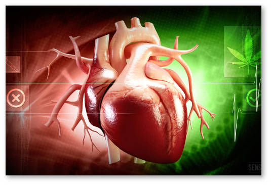 tgk medicinskaya marihuana transplantaciya organov