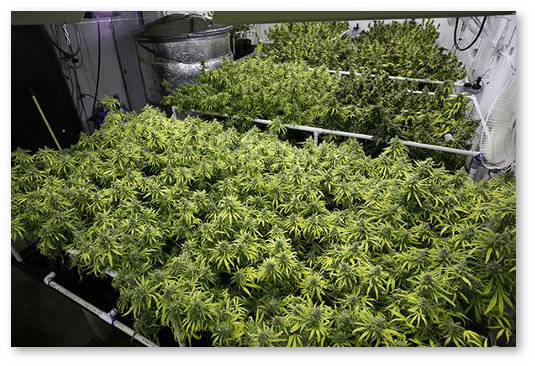 urugvaj sobran pervyj legalnyj urozhaj kanabisa