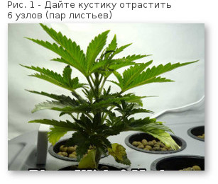 01 povyshaem urozhajnost konopli formiruem 6 uzlov