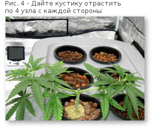 04 povyshaem urozhajnost konopli otrashchivaem po 4 uzla