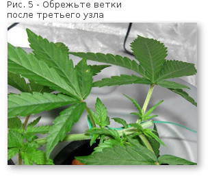 05 povyshaem urozhajnost konopli obrezaem posle uzla 3