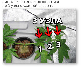 06 povyshaem urozhajnost konopli ostayutsya 3 uzla