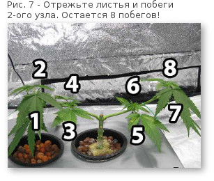 07 povyshaem urozhajnost konopli ubiraem uzel 2