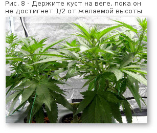 08 povyshaem urozhajnost konopli vega