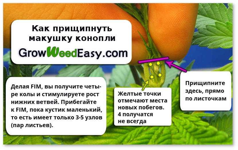 fim obrezka verhushku marihuany