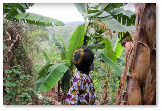 jamaica kioski po prodazhe marihuany