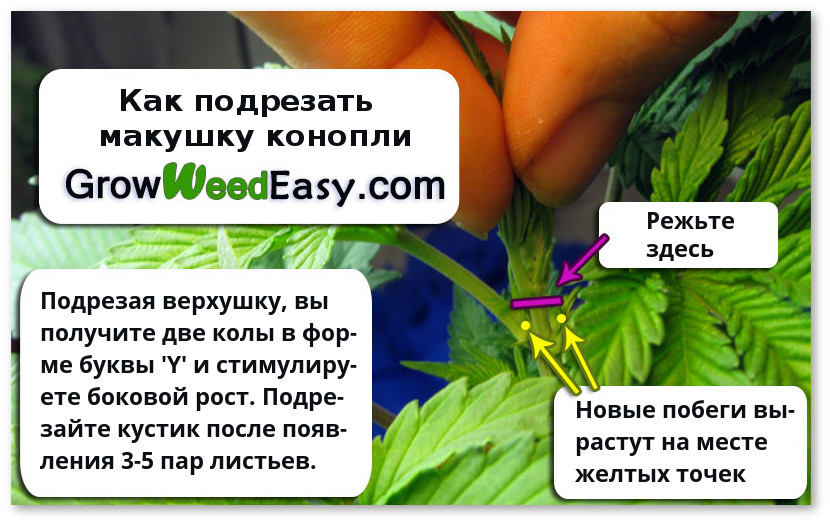 kak podrezat verhushku konopli
