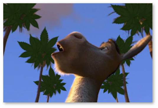 kaliforniya budet legalizovat marihuanu