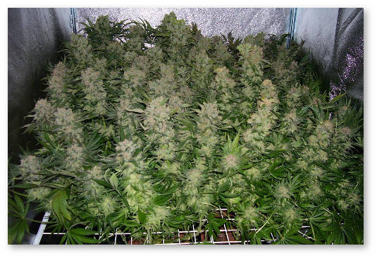 kanabis supercropping scrog