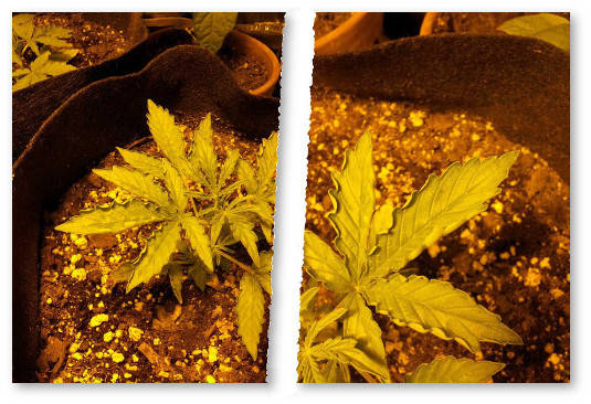 listya konopli zagibayutsya kverhu