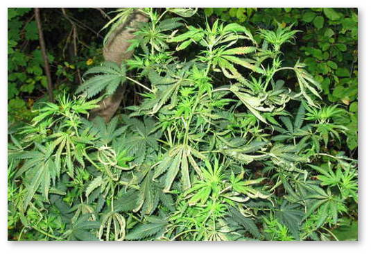 stress marihuany prichiny