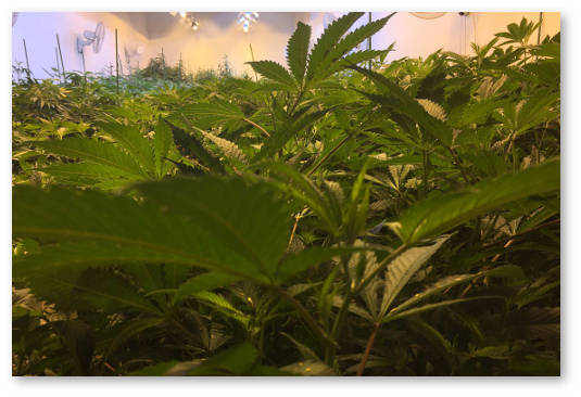 vyrashchivanie konopli na organike proliv