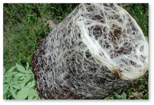 vyrashchivat konoplyu v bolshom gorshke ili delat peresadku