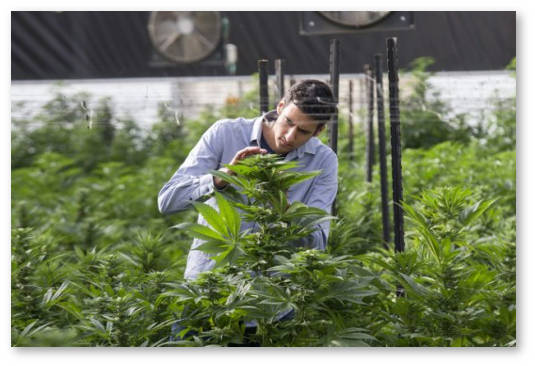 izrail nachnet ehksportirovat marihuanu