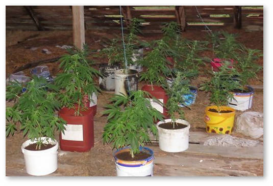 latviya aresty za vyrashchivanie konopli