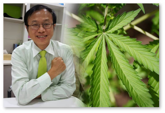 tailand obsuzhdaet dekriminalizaciyu marihuany