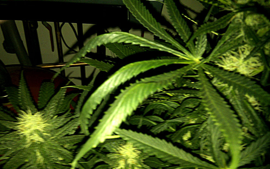 listik konopli konchiki vniz