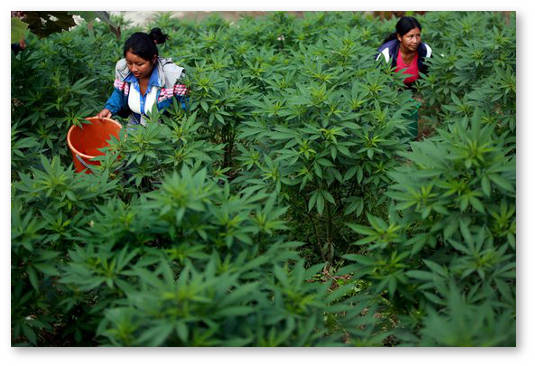 nezakonnaya i legalnaya marihuana v kolumbii