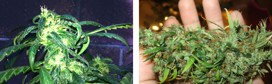 zhelteyut konchiki listev kanabisa