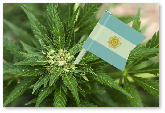 argentina obsuzhdaet legalizaciyu medicinskoj marihuany