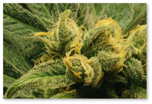 domashnij kanabis dlya zanyatyh lyudej