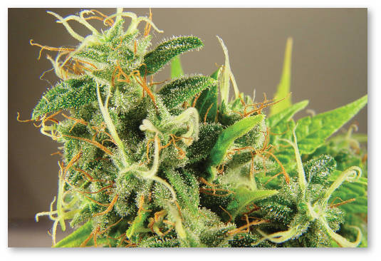 horoshie privychki grovera marihuany