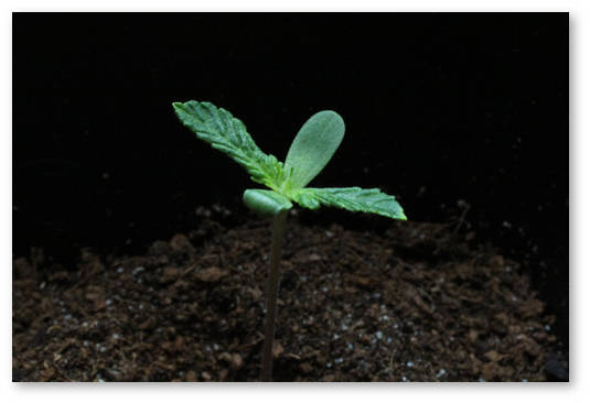 kak prorastit konoplyu