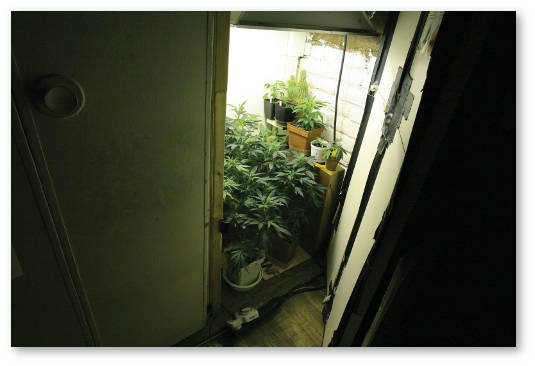 kaliforniya melkaya kultivaciya konopli