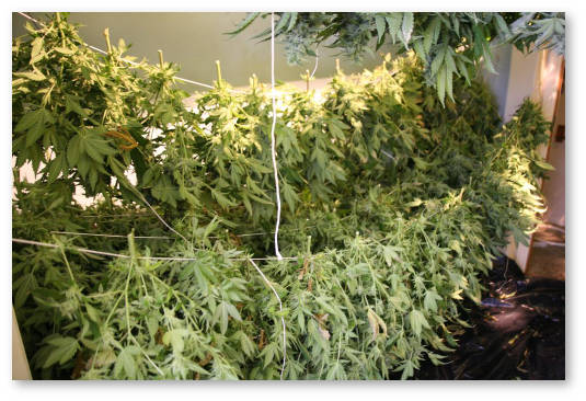 konoplya marihuana urozhaj