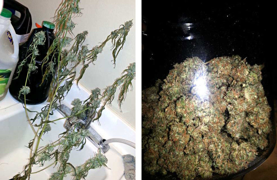 konoplya umiraet shishki marihuany v banke