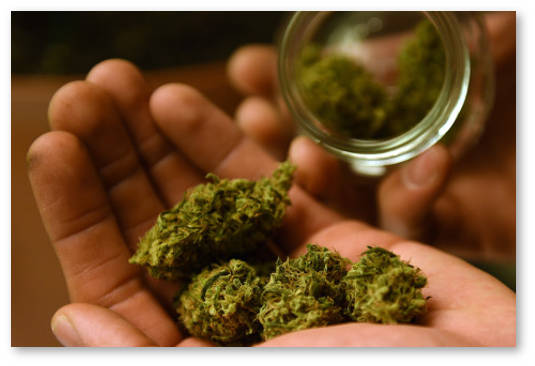 kurenie marihuany bolezn parkinsona