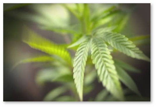 legalizaciya marihuany posledstviya