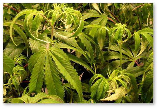 listya konopli podzhimayutsya