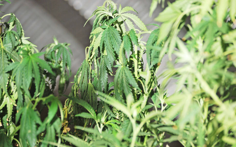 listya konopli vyanut