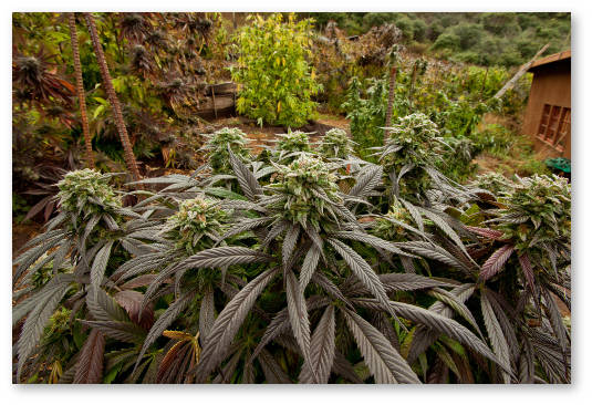 nachinayushchemu groveru vybor sorta marihuany