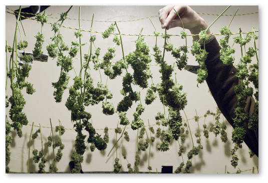 sushit marihuanu temperatura vlazhnost